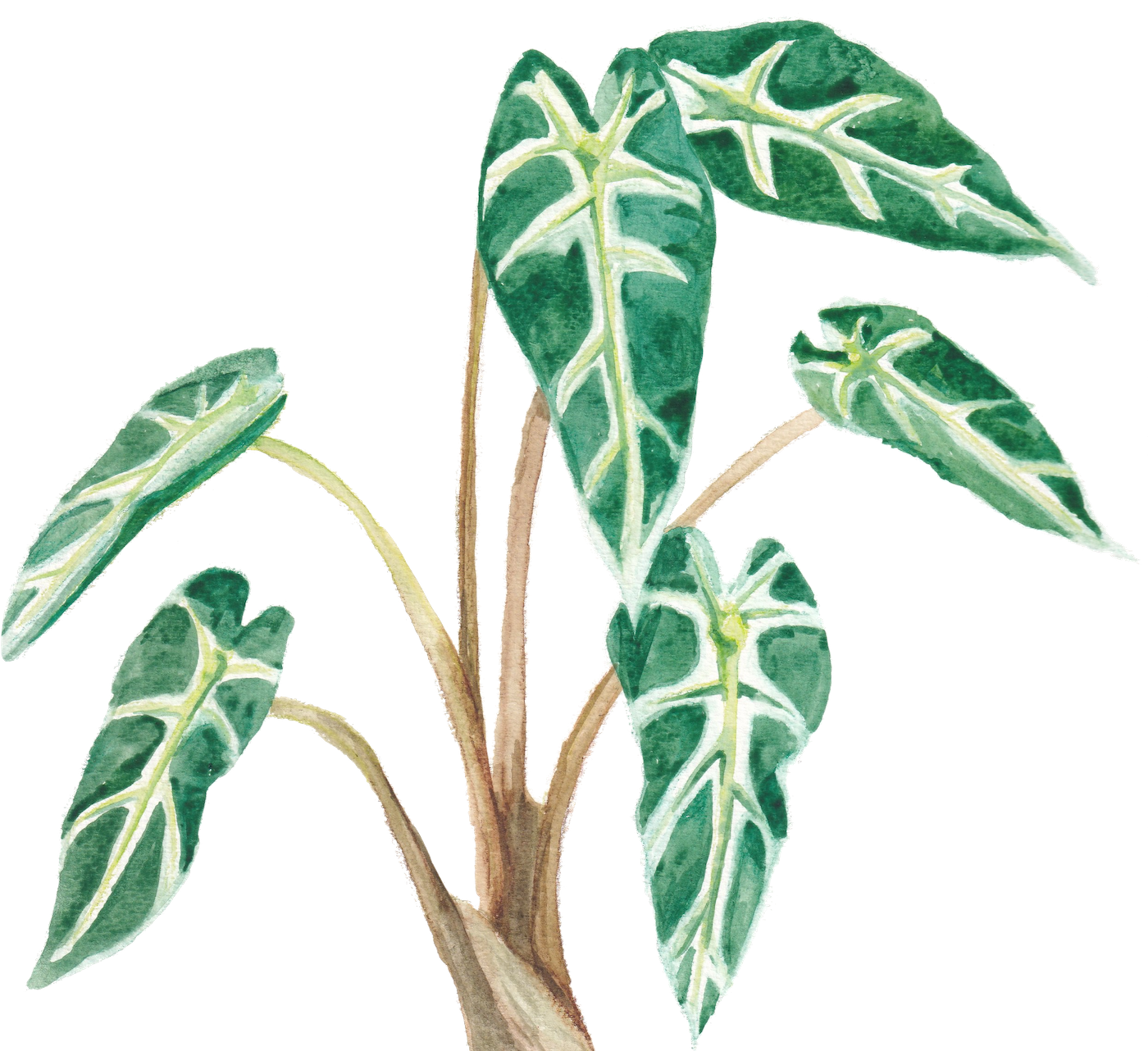 Watercolor illustration of a Alocasia sanderiana