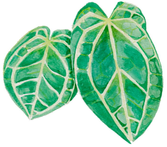 Watercolor illustration of a Anthurium crystallinum