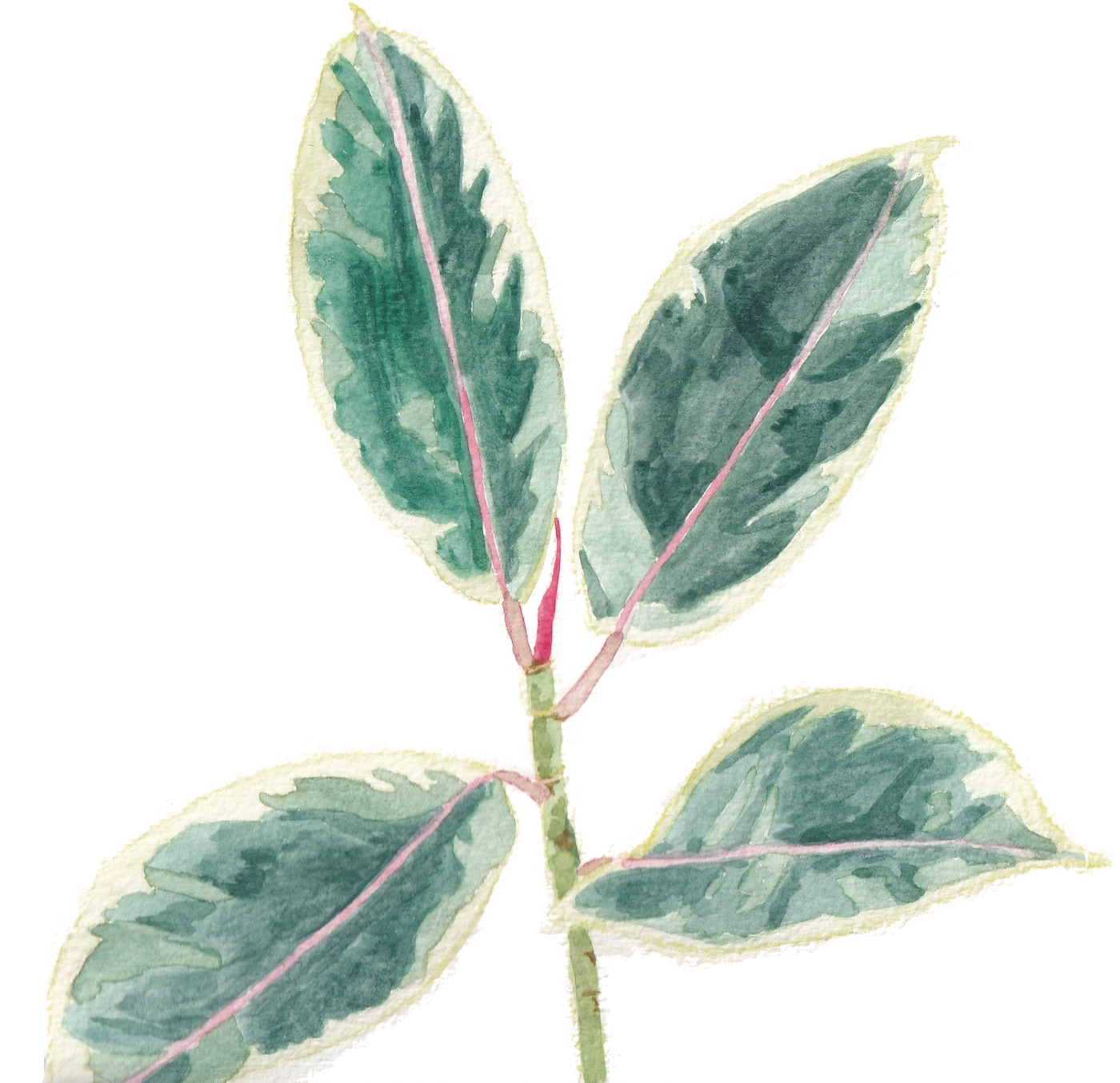 Watercolor illustration of a Ficus elastica