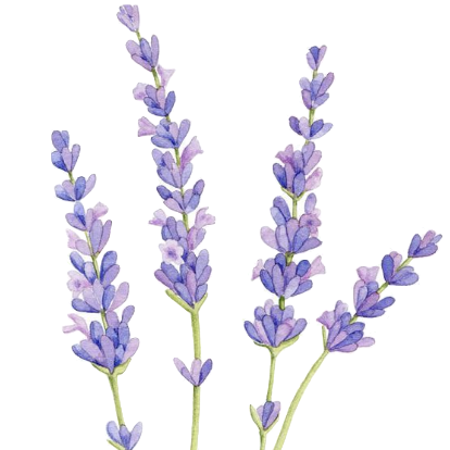 Watercolor illustration of a Lavender