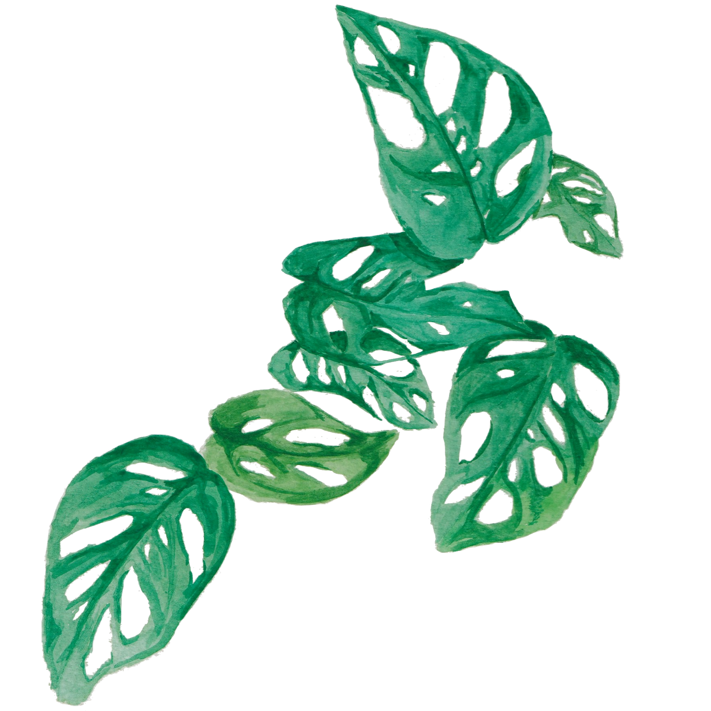 Watercolor illustration of a Monstera adansonii