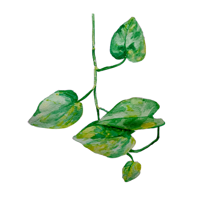 Watercolor illustration of a Golden Pothos