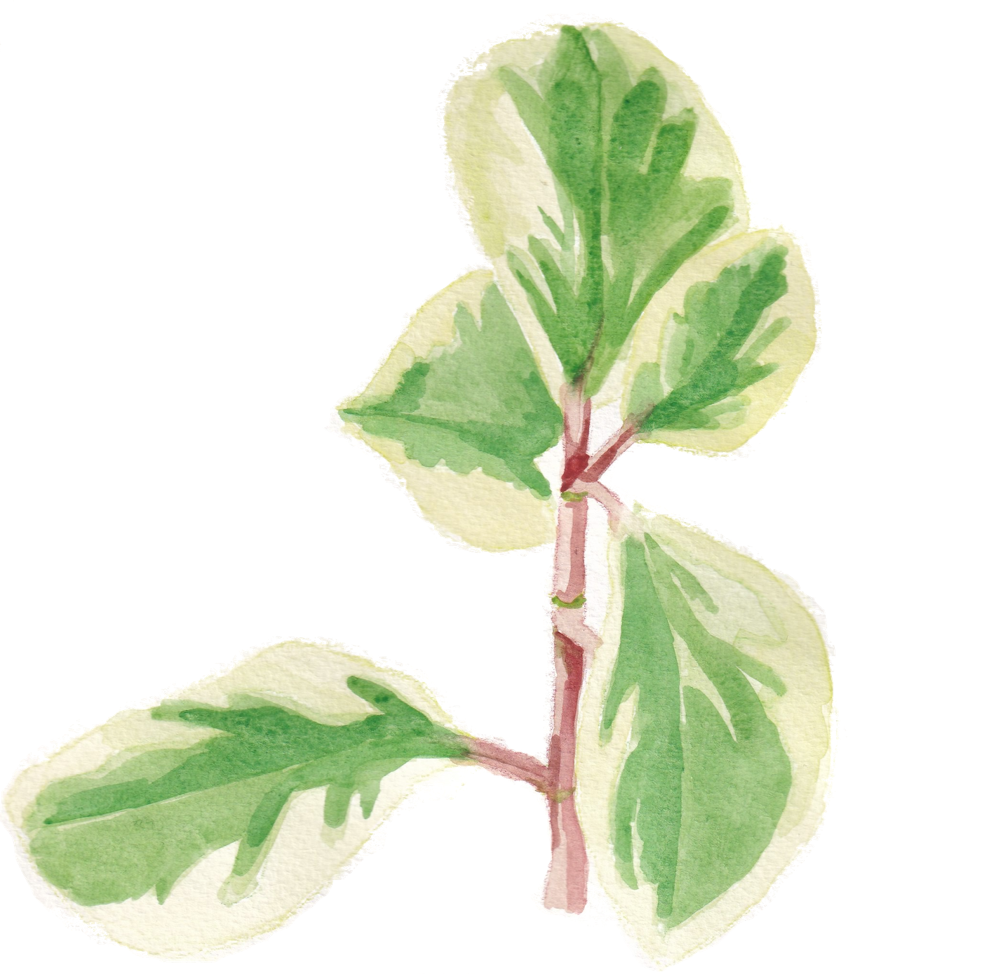 Watercolor illustration of a Peperomia obtusifolia