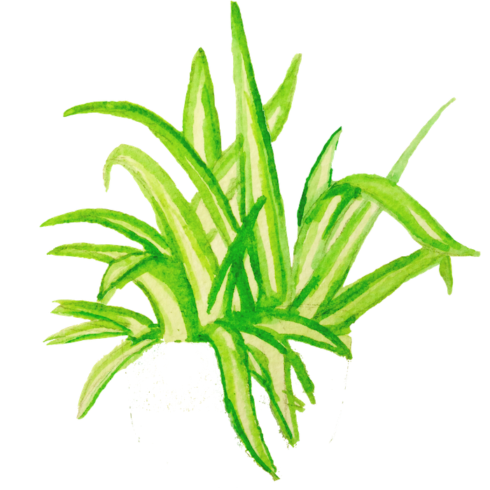 Watercolor illustration of a Spider Plant