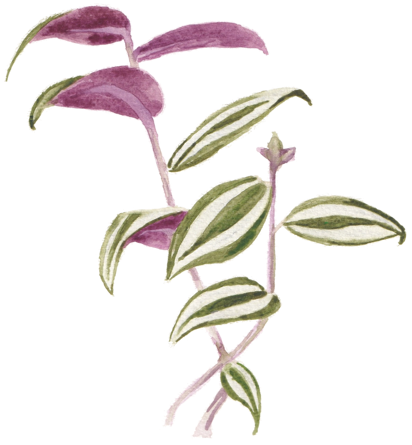 Watercolor illustration of a Tradescantia zebrina